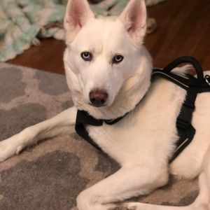 Meet your Posher, Allison